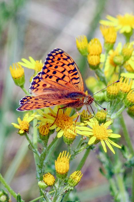 Butterfly Dark-Green-Fritillary