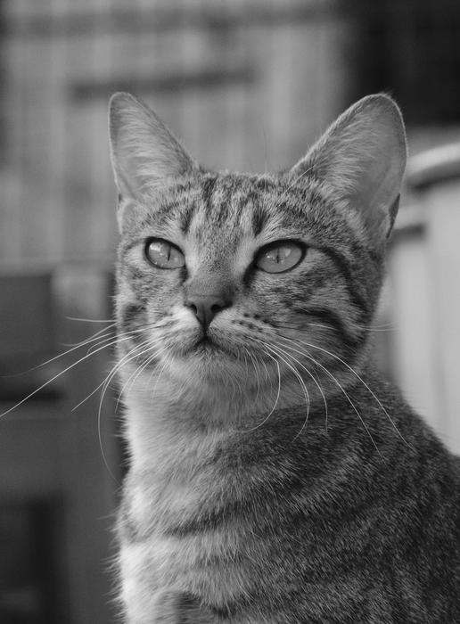 Alley Cat Homeless