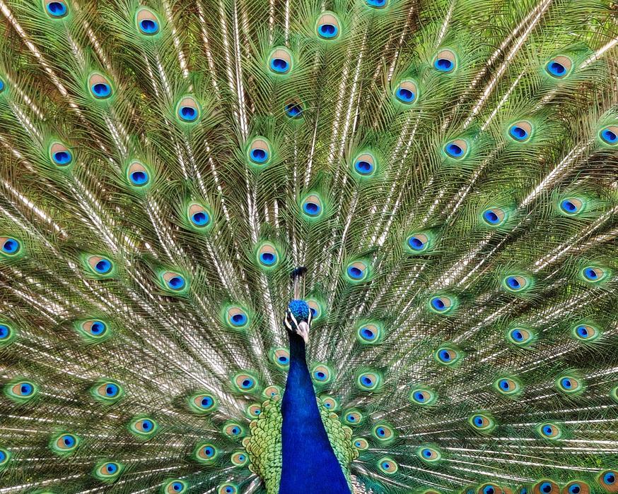 Peacock Bird Feather