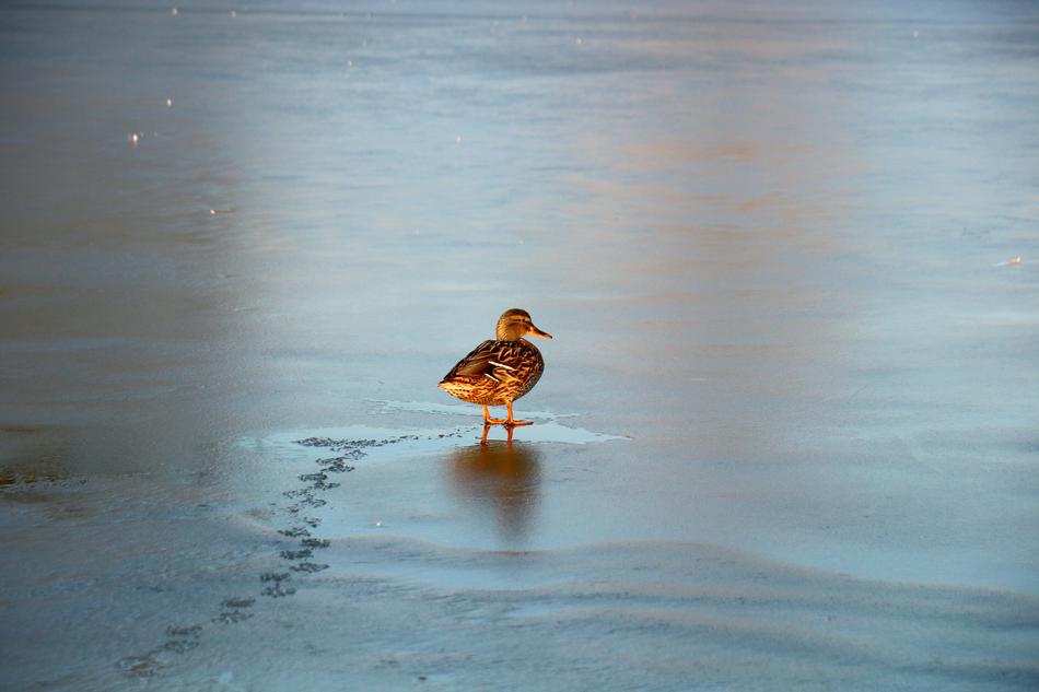 Duck Bird Ice