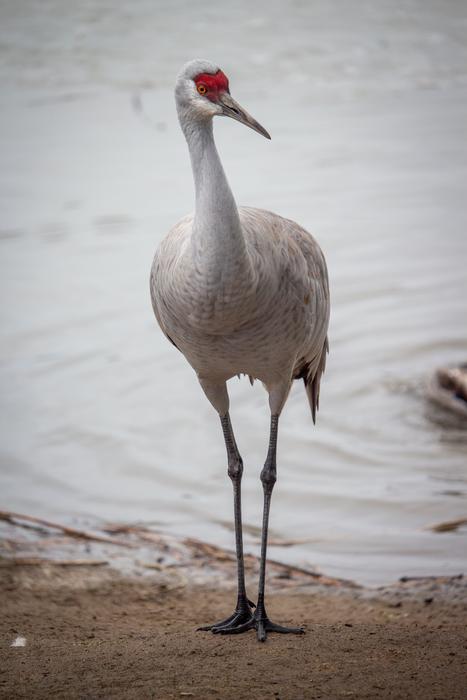 Bird Crane Water