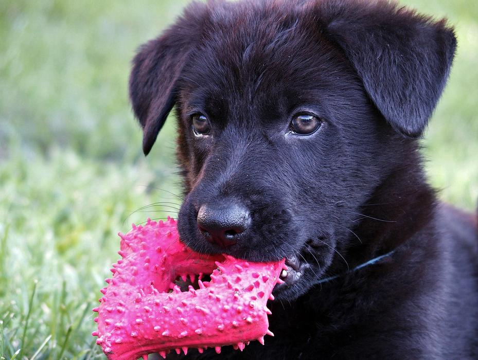 Black German Shepherd Kids Head