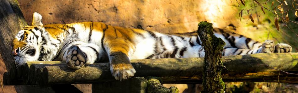 Animal Tiger Big Cat