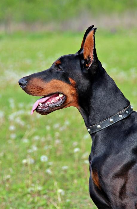 Doberman Dog Head