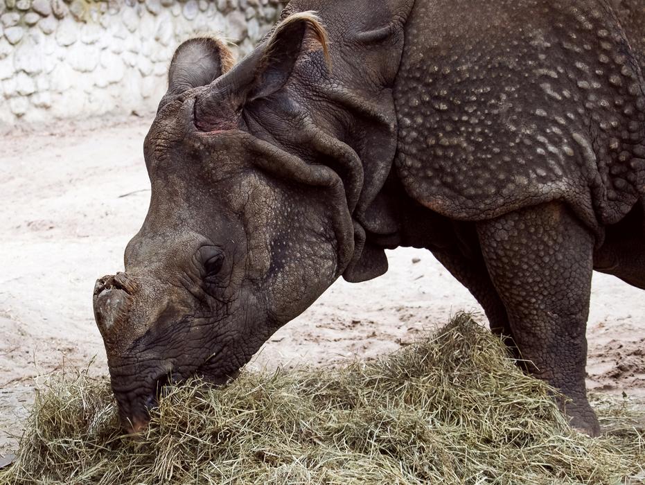 Indian Rhinoceros Asia