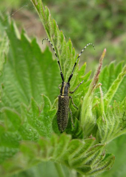 Bug Insect Beetle Longhorn