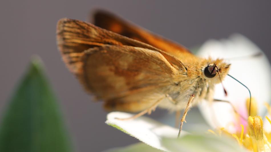 Macro Butterfly Insect