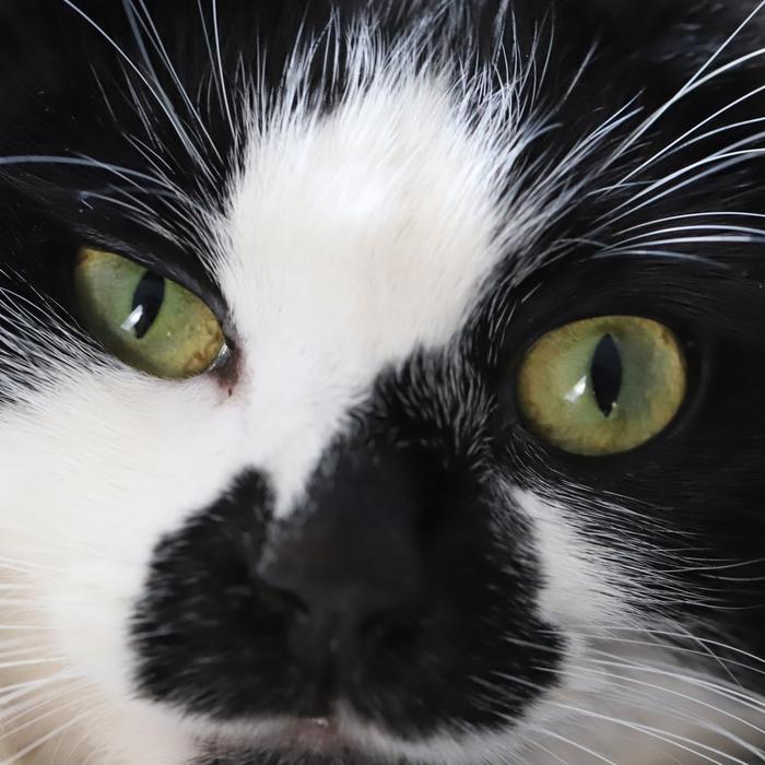 Macro Cat Tuxedo