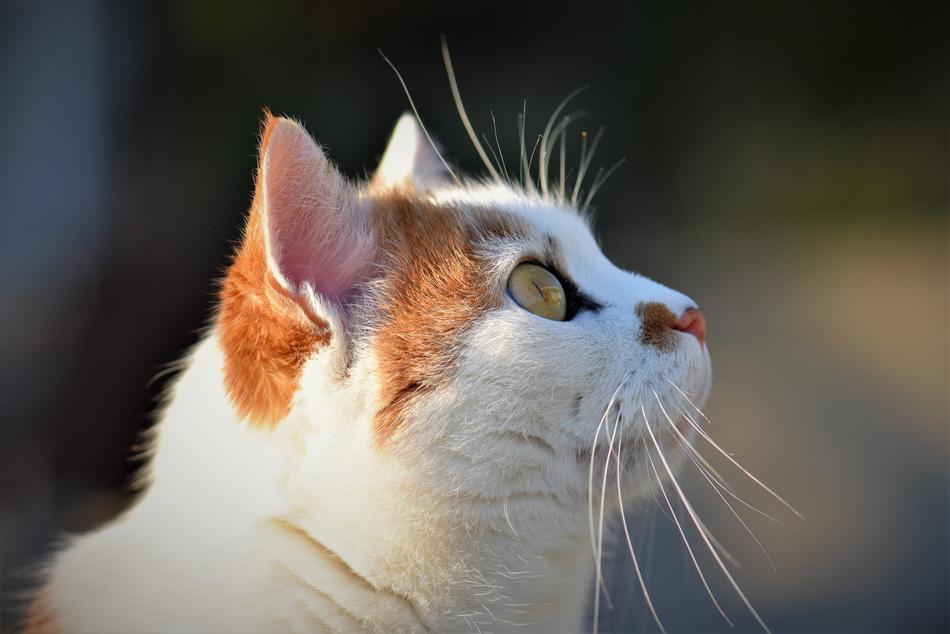 Cat Domestic Pet