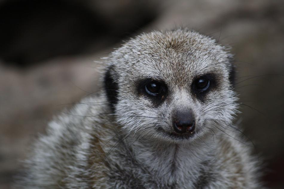 Meerkat Animal Nature