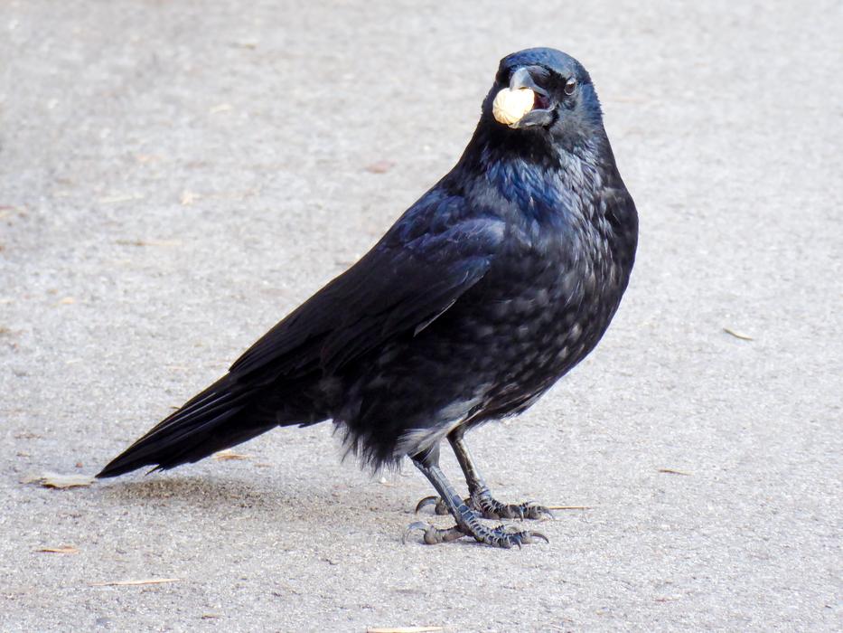 Animal World Bird Raven