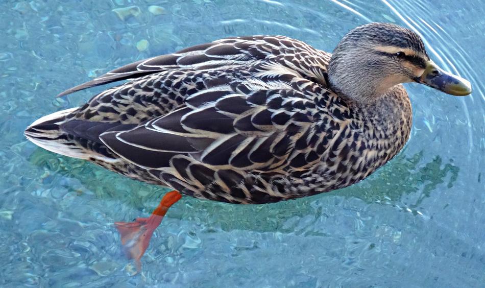 Duck Bird Animal
