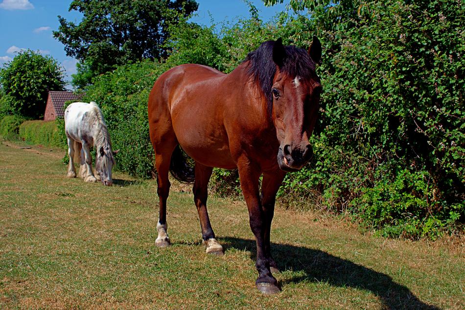 Horse Mammal Grass