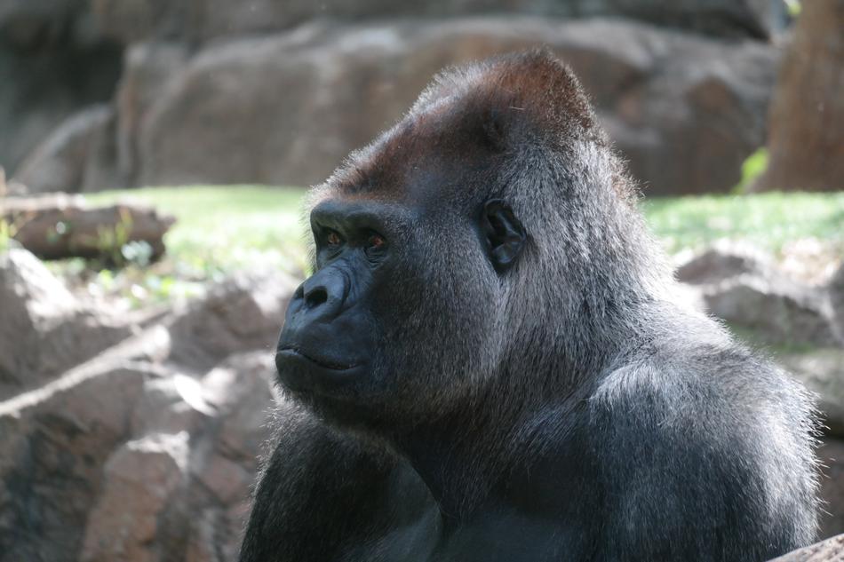 Silverback Gorilla Mammal