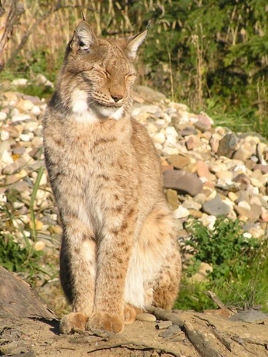 Big Cat Animal Zoo