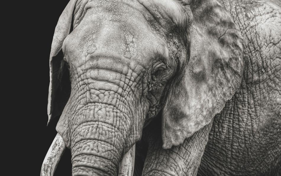 Elephant Close Up Black And White