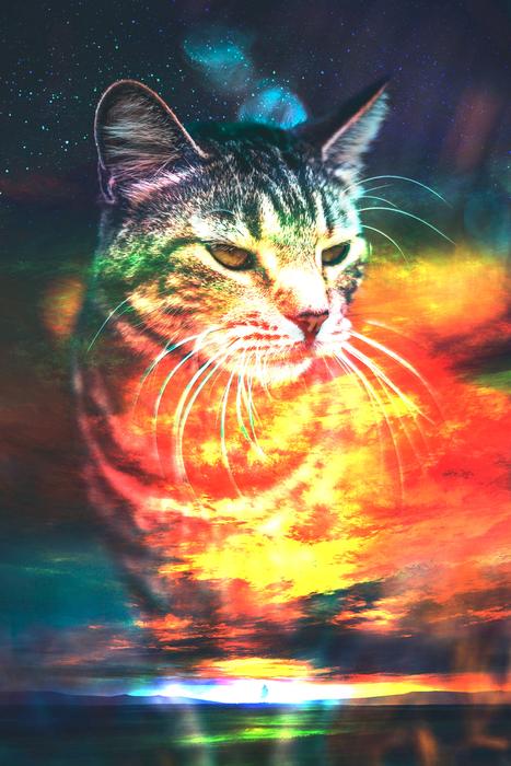 Cat Sunset Calm