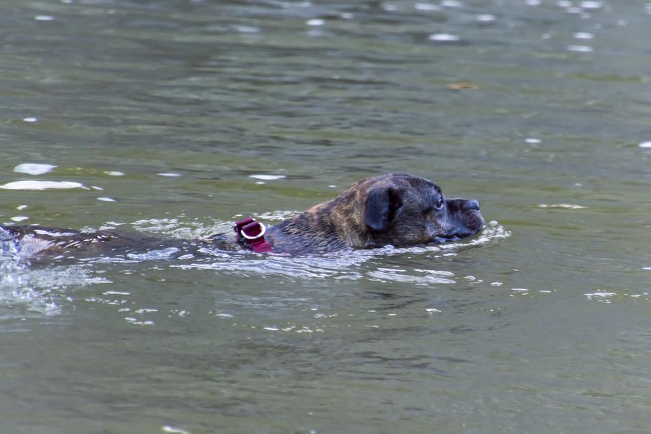 swimming dog in a lake