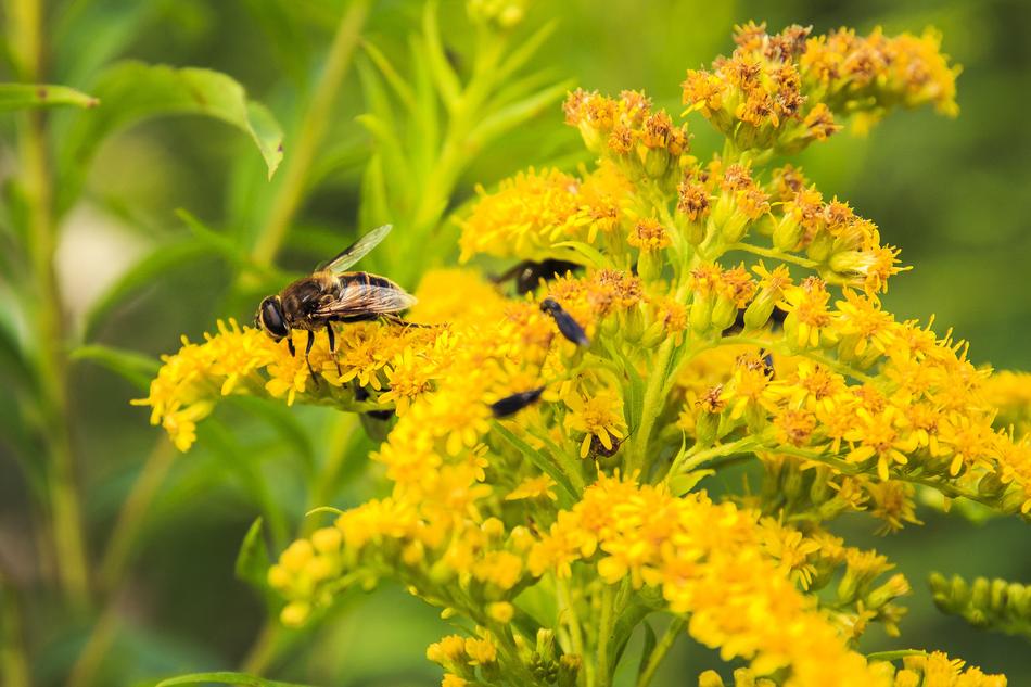 Insect Yellow Flowers Elder