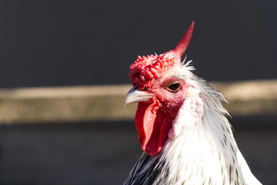 Chicken Chickens Comb