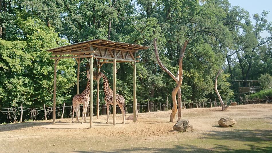Giraffe The Zoo Garden