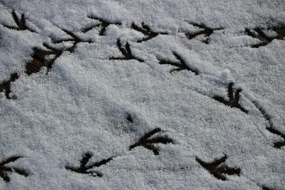 Winter Prints Trace Snow