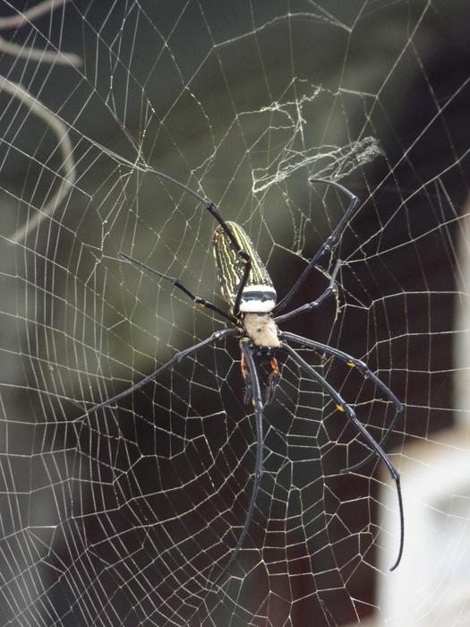 Spider Cobweb