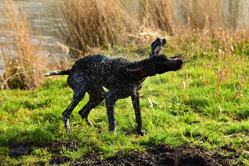 Dog Domestic Pet