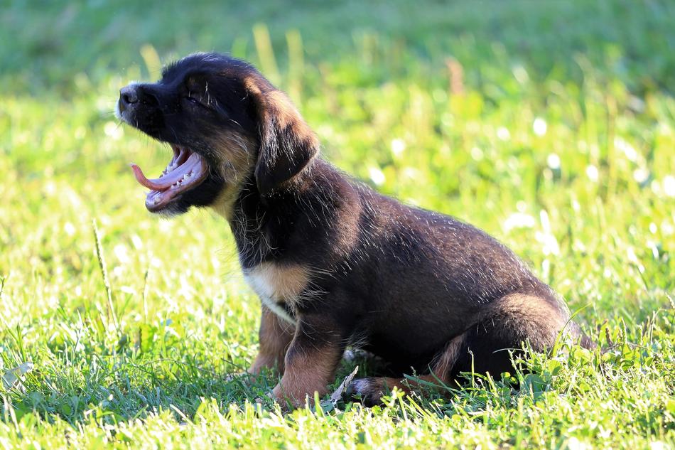 Little Puppy yawning