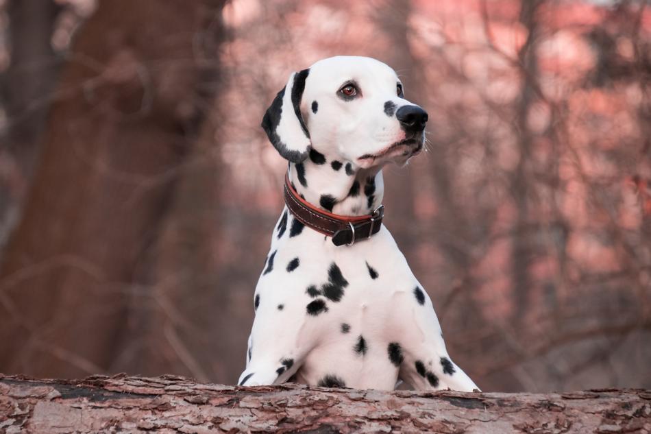 Dog Animal Dalmatians