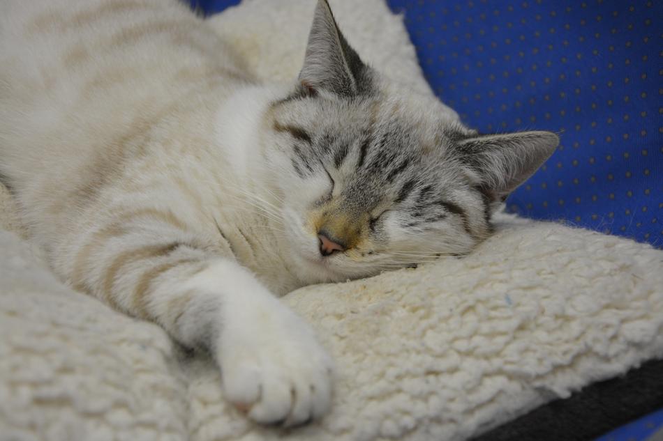 Cat Sleeping Sleep Lengthen