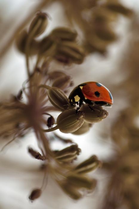 Ladybird Red Ladybug