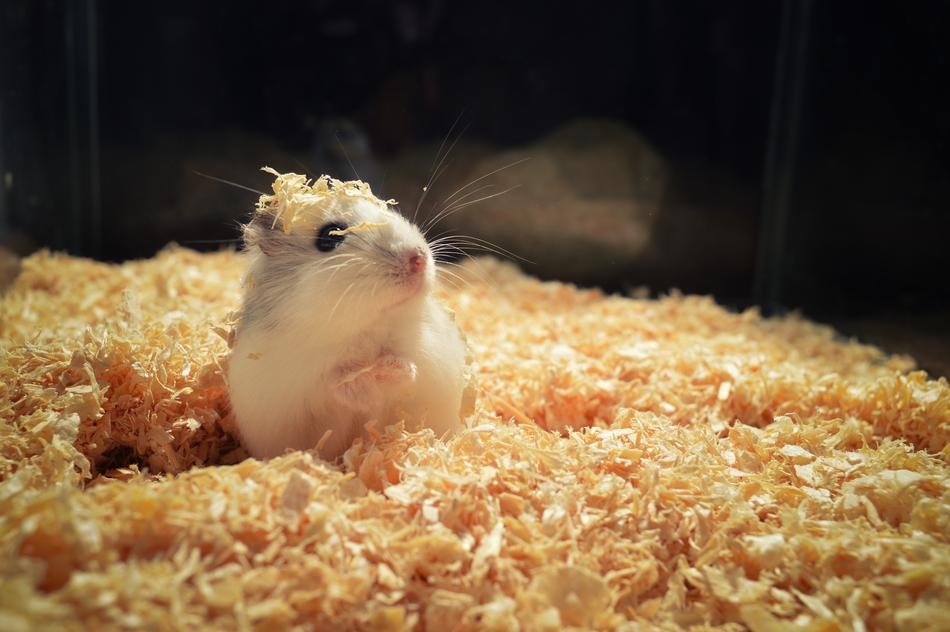 Hamster Rodent Animal