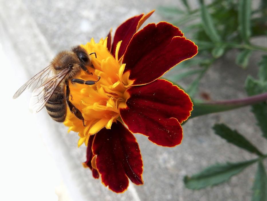 Bee Afrikaner Yellow