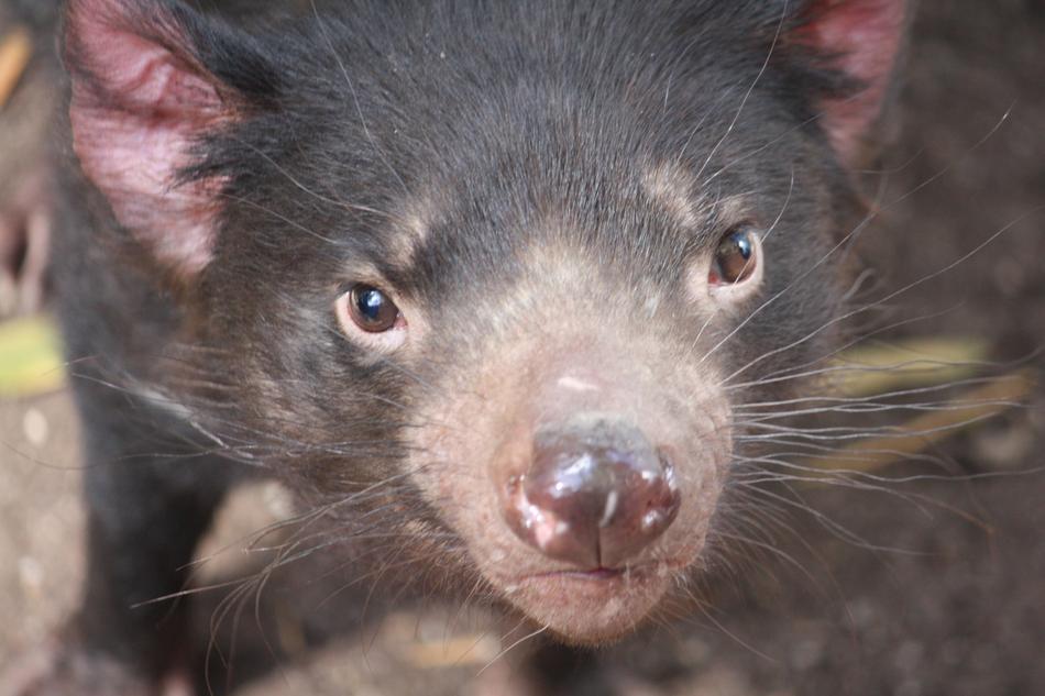 Australia Animal Nature