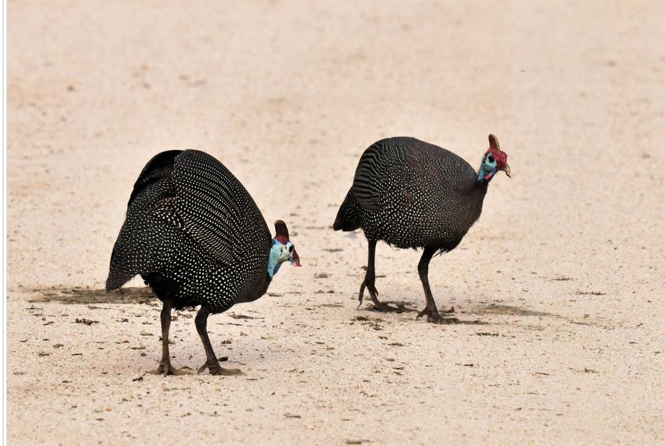 Guinea Fowl Crested Bird South
