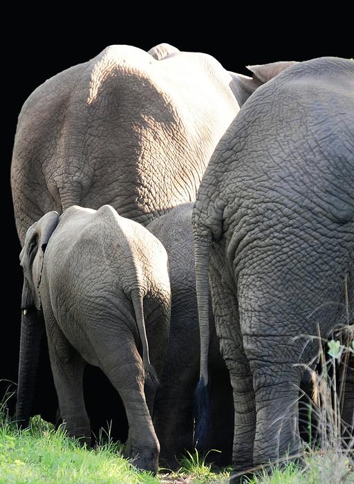 Elephant Mammal South Africa