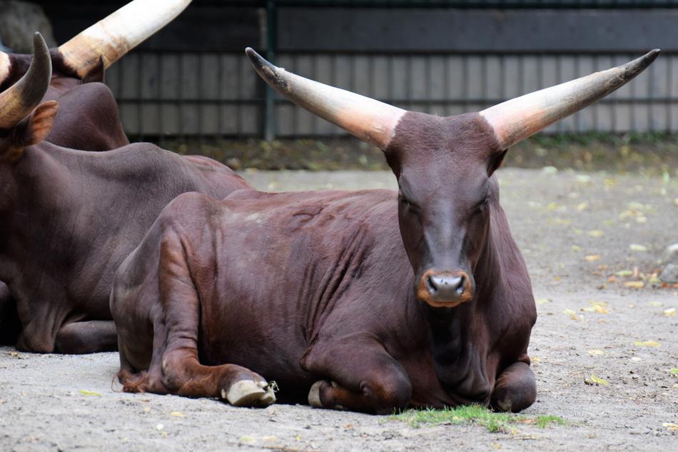 Animal Zoo Portrait