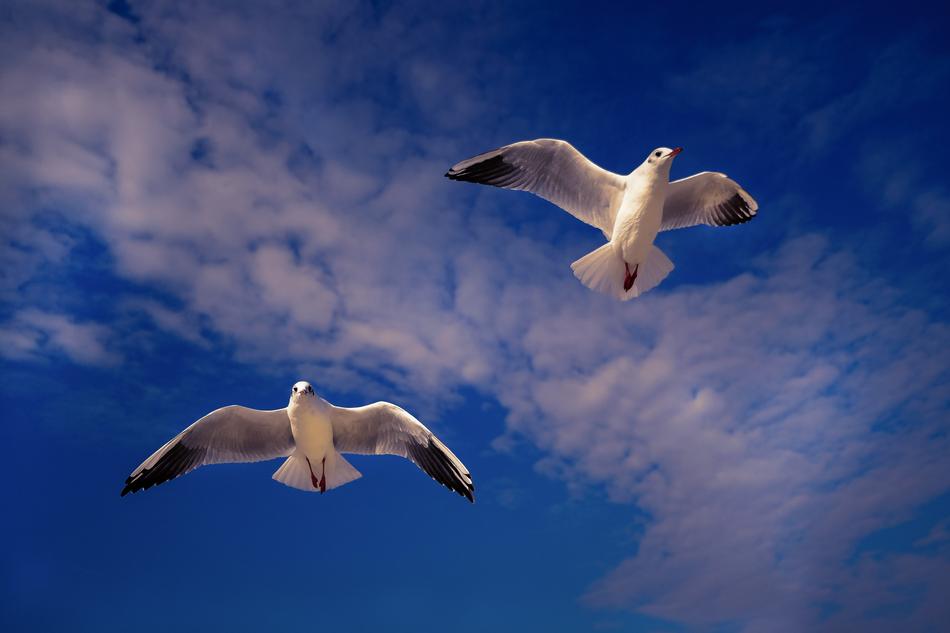 Gulls Sky Bird