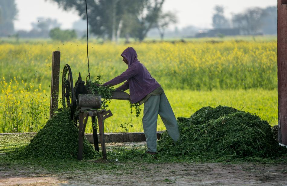 Cutter working among the colorful plants on the beautiful landscape in Pakistan