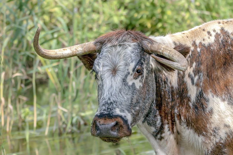 Longhorn Cattle Cow