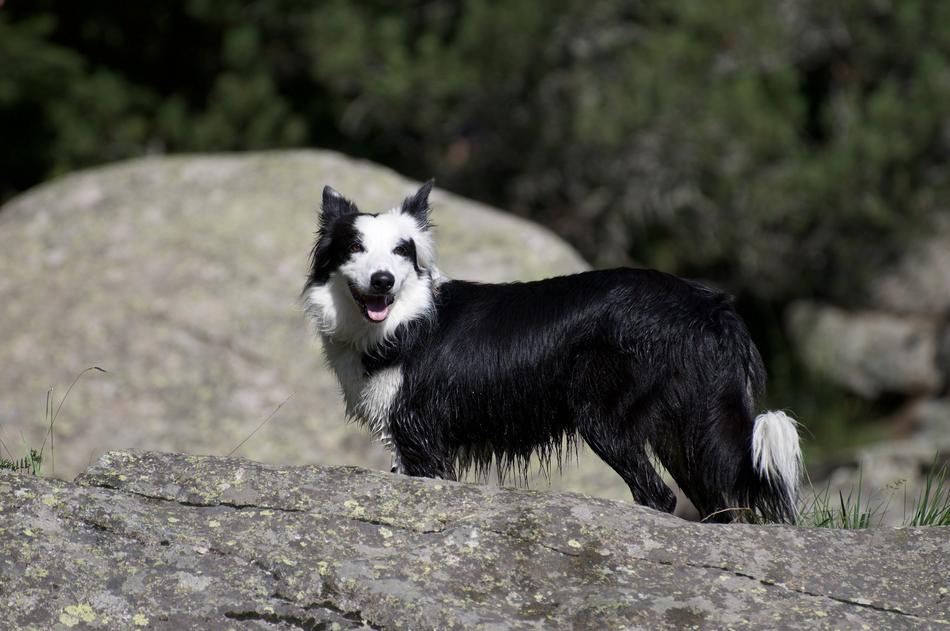 black dog with white spots