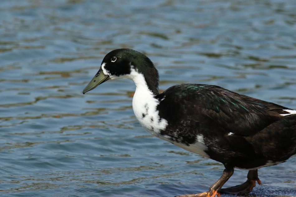 Bird Duck Lake