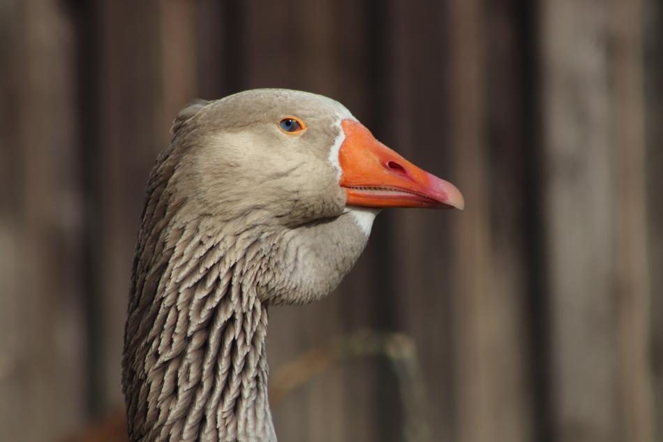 Pet Domestic Goose Ganter