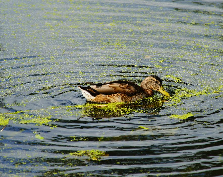 wild duck in the water with plants