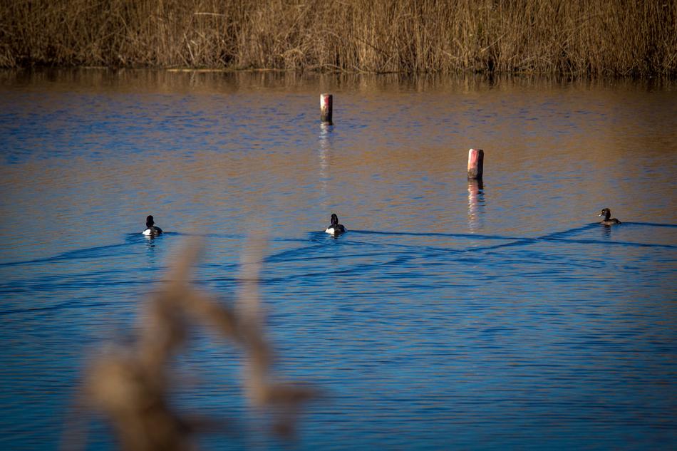 Waterfowl Water Reed