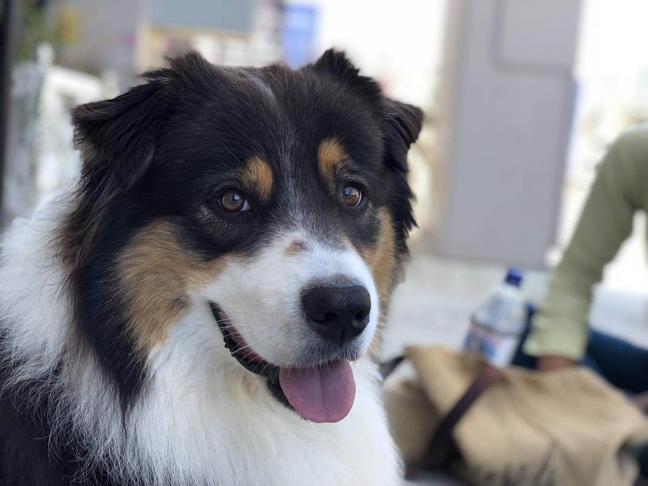 Happy Dog Smiling