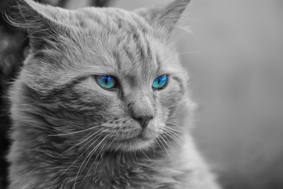 Cat Animal Artistic