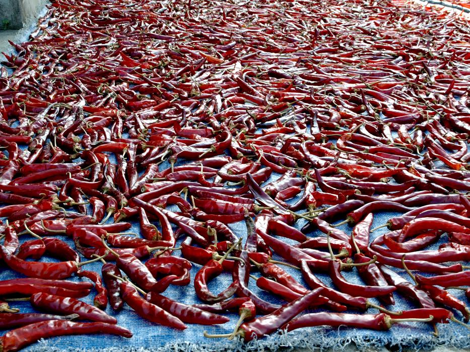 hot dry peppers harvest