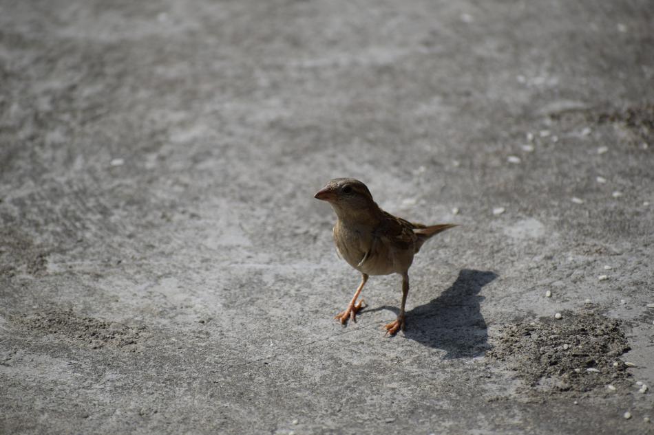 Bird Sparrow Nature